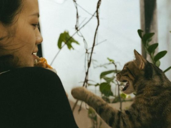 5 Surprising Ways AI Pet Translators Deepen Human Bonds