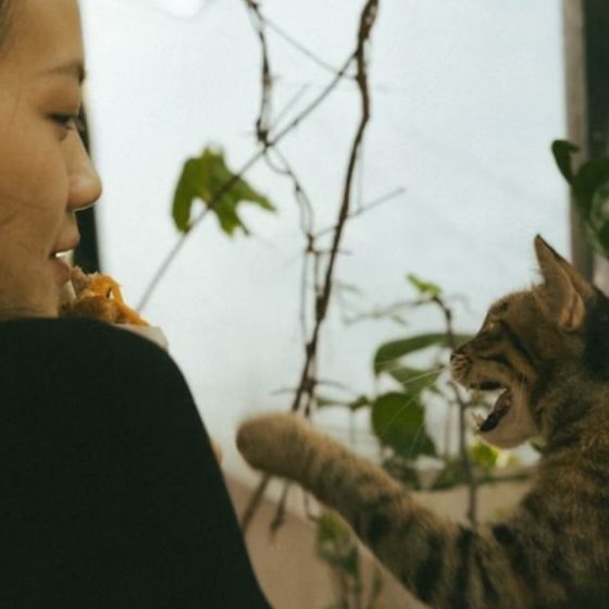 5 Surprising Ways AI Pet Translators Deepen Human Bonds