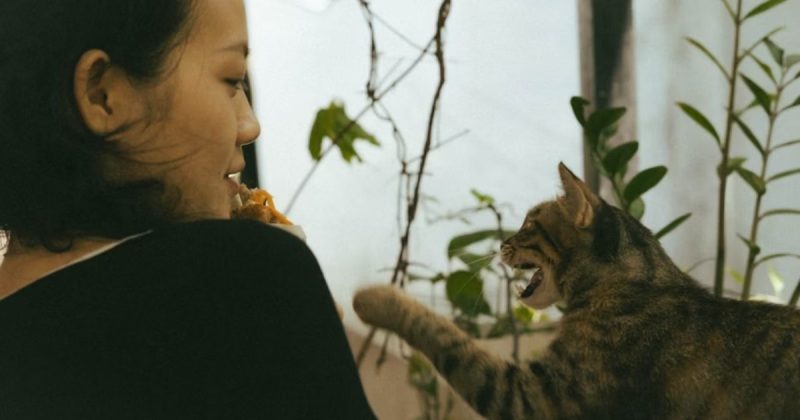 5 Surprising Ways AI Pet Translators Deepen Human Bonds